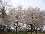 かぶとむし公園の桜